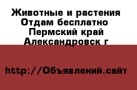 Животные и растения Отдам бесплатно. Пермский край,Александровск г.